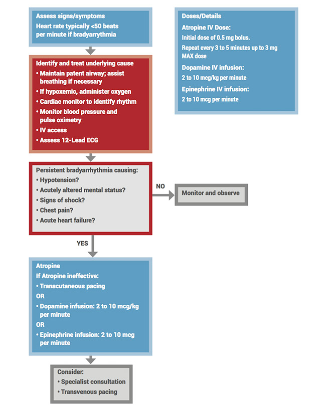 Adult Bradycardia With Pulse