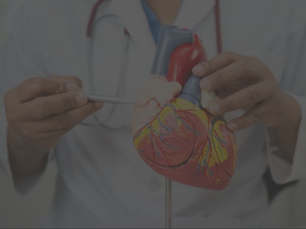 Doctor holding and pointing to a heart model, demonstrating heart anatomy.